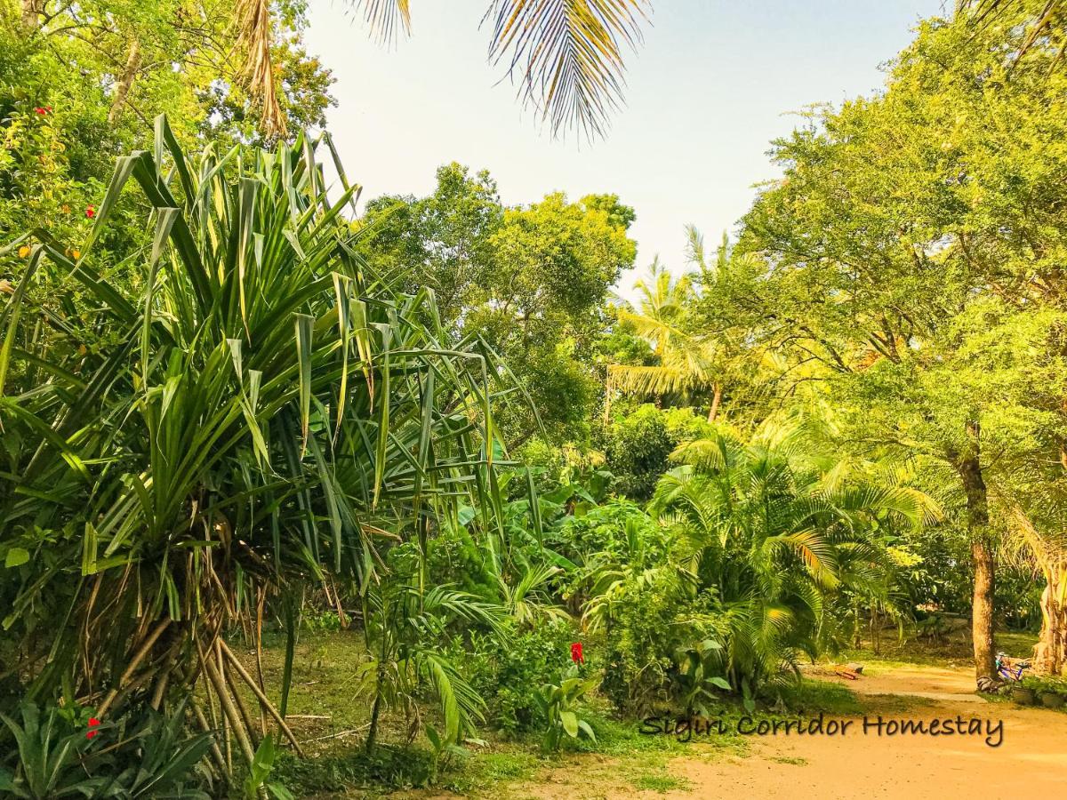Sigiri Corridor Home Stay สิกิริยา ภายนอก รูปภาพ